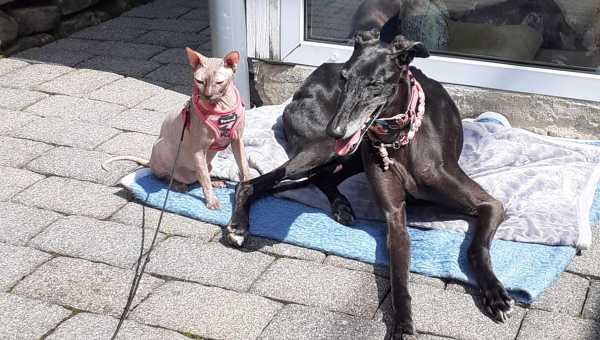 Sonntägliche Grüße 